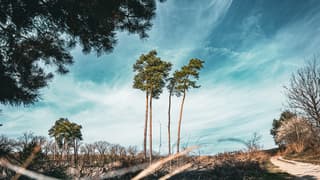 Lente in Leusden