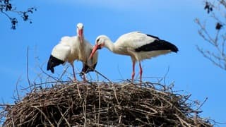 Liefde op grote hoogte