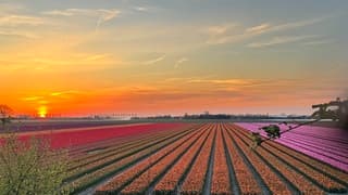 Ooltgensplaat, Gouden Uurtje boven de tulpen. 