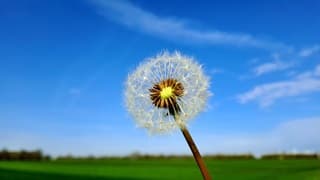 Uitgebloeide paardenbloem 