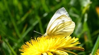 Witje op paardenbloem