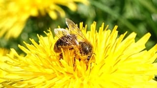 Honingbij is er maar druk mee
