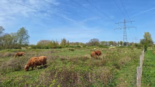 Schotse hooglanders 
