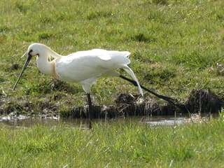 Lepelaar strekt even zijn poot na een poetsbeurt langs de sloot