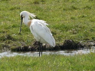 Lepelaar in de lentezon