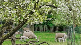 Tussen de fruitbomen 