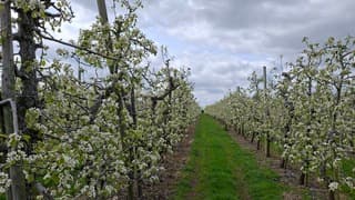 Betuwe in bloei...