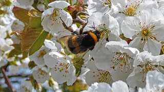 Aardhommel aan het werk