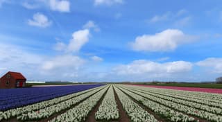 Hollands luchtje