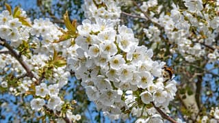 Kersenbloesems