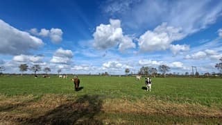 Koeien genieten in de wei bij een zonnig weertje met wat stapelwolken