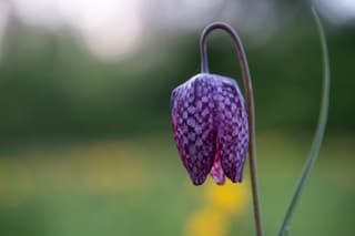 Kievitsbloem