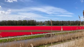 De polder kleurt weer mooi.