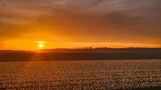 zonsopkomst tulpenvelden 