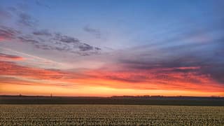 ochtendgloren boven tulpen 