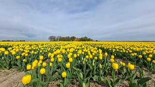 Geel tulpenveld gaf vanochtend kleur aan deze dag
