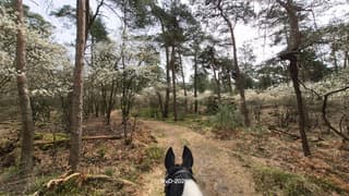Krentenbloesem Park de Hoge Veluwe