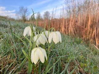 Kievitsbloemen met dauwdruppels 