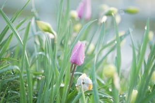 Roze tulp met dauwdruppels 