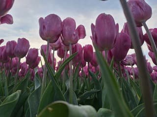 Prachtige tulpen bij zonsopkomst 