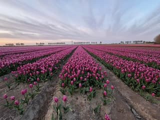 Zonsopkomst bij de tulpenvelden