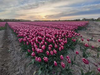 Zonsopkomst bij de tulpen