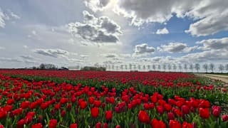 Zon achter stapelwolken # rode tulpenveld