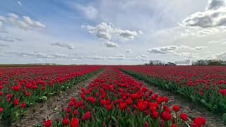 Zon achter 1 van de stapelwolken# rode tulpenveld in bloei