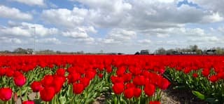 Tulpenvelden en Hollandse luchten in Heiloo 
