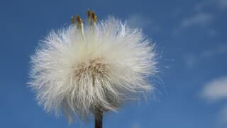 pluisbol tegen blauwe lucht