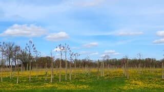 veld met jonge Anna-Paulownabomen
