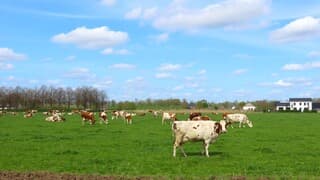 koeien in de wei genieten vast van het mooie weer