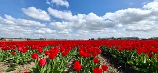 Wordt het vandaag net zo mooi als gister?