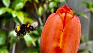 Deze bij geniet van de opkomende lente