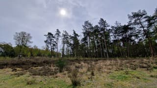 Waterig zonnetje op de Veluwe 