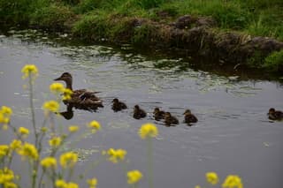 Moeder met Jonge eendjes 