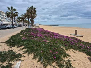 Strand querteira 