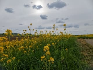 Koolzaad en waterige zon