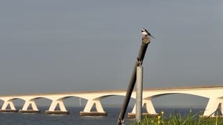 Witte kwikstaart geniet van de avondzon; en wij ook