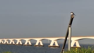 Witte kwikstaart geniet nog even van de avondzon