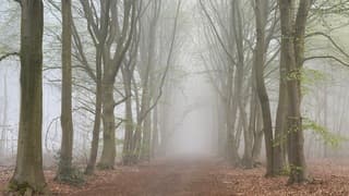 Mist
