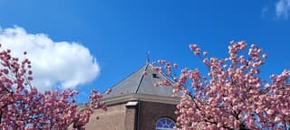 Bloesem 