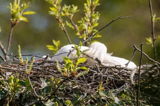 geboorte nieuws naast Ikea, kleine lepelaar geboren. 