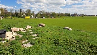Schapen languit in de zon