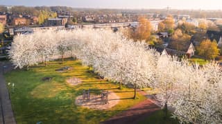 Bloesem tijdens zonsopkomst
