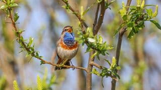 Blauwborst zingt het hoogste lied