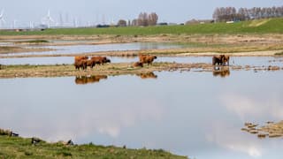 Highlanders in het natuurgebied de inlaag 