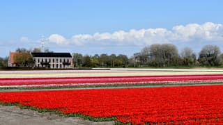 kleurrijke bollenvelden