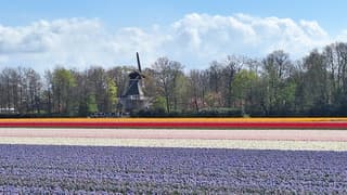 naar de Keukenhof kijken 