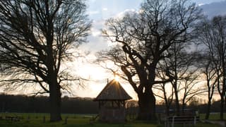kroezenboom
